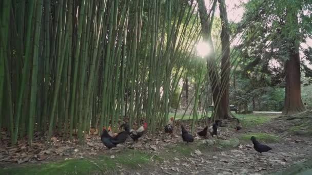 Les poulets décoratifs du plan général paissent sur la prairie près du bambou. Soleil scrute magnifiquement à travers les troncs de bambou — Video