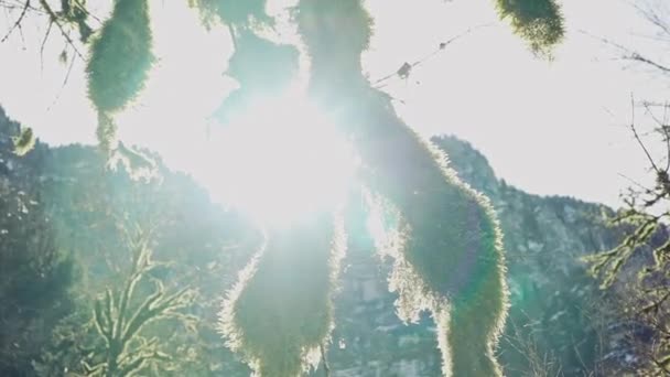 Dwie pnie gęście oburęczone zielonym mchem w lampach słonecznych — Wideo stockowe