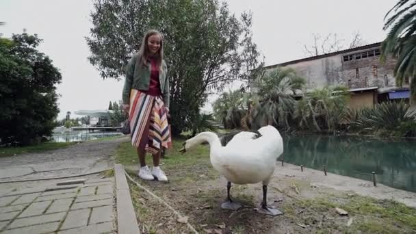 Girl in a skirt is trying to get closer to the swan, but he wants to bite her by the skirt — Stock Video