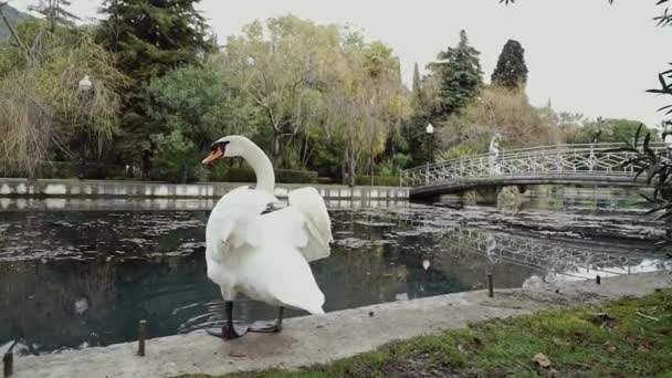 White swan dives from the shore into the channel in the park at the bridge — Stock Video