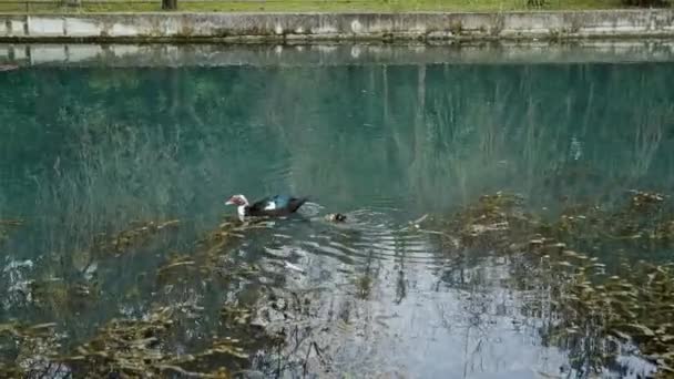 Poco pato amarillo nada con mamá pato en un estanque azul — Vídeos de Stock