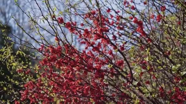 Küçük kırmızı çiçeklerle serpiştirilmiş ağaç sprigs esinti sway — Stok video