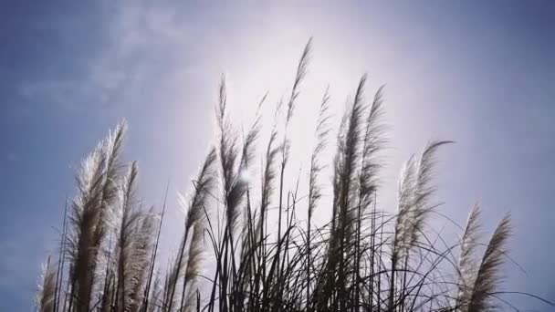 Hierba esponjosa de plumas oída por el viento en las luces del sol contra el cielo azul — Vídeos de Stock