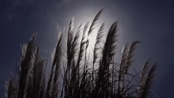 Silueta la hierba de plumas esponjosa oído del viento en las luces del sol contra el cielo azul — Vídeo de stock