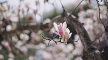 Yakın çekimde Manolya çiçekleri