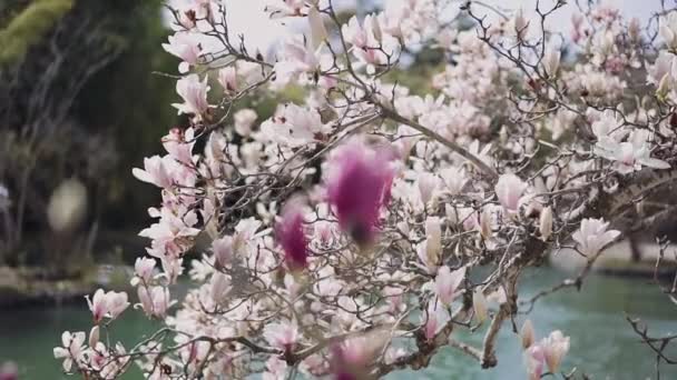 Transição de foco de flor de magnólia com numerosas flores brancas a uma flor de magnólia de cor carmesim. dia de sanny — Vídeo de Stock