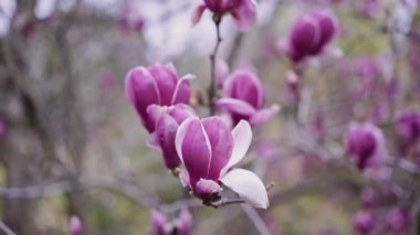 Yakın çekimde manolya koyu pembe renk güzel çiçekler