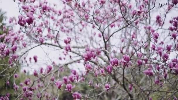 Bir bahar gününde çiçek açan koyu pembe manolya ağacı — Stok video