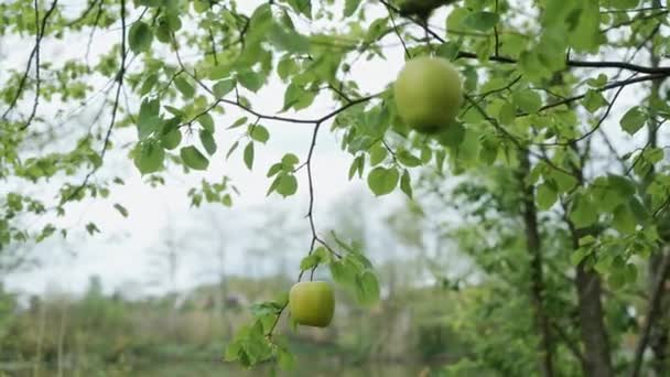 Two green apple hang on the brunch at summer garden, close-up — Stock Video
