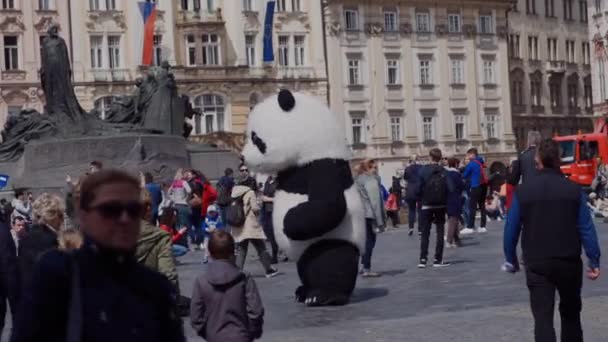Πράγα, 15 Μαΐου, 2019: ο άνθρωπος στο μεγάλο panda κοστούμι αρκούδα χορεύει στην πλατεία της παλιάς πόλης κοντά σιντριβάνι, Πράγα, Τσεχική Δημοκρατία — Αρχείο Βίντεο