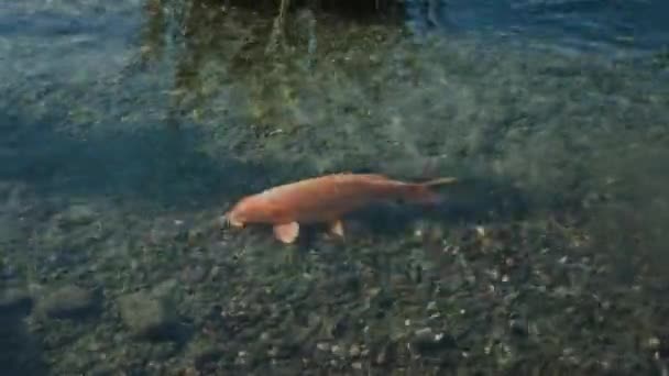 Goldfish swims in clear water and catches food — Stock Video