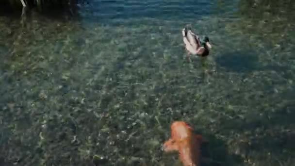 Ente schwimmt im klaren Wasser des Teiches. dann schwimmt Goldfisch — Stockvideo