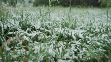 Green grass under fluffy snow. low angle view, close up. Hello winter, Goodbye summer