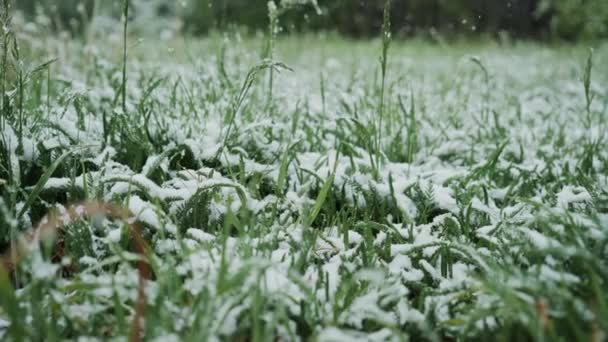 Zelená tráva pod načechraný sníh. zobrazení nízkého úhlu, uzavřete. Hello zima, léto na rozloučenou — Stock video