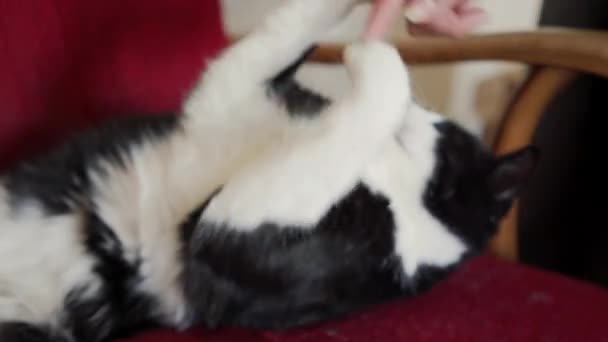 Cute black and white cat is lying on vintage red armchair and playing. Close up — Stock Video