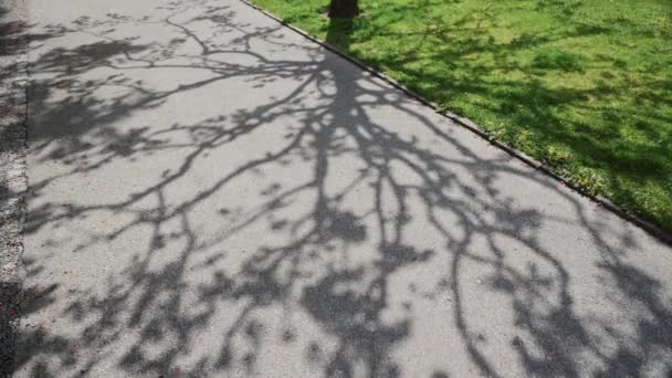 Ombre de l'arbre sur route asphaltée — Video