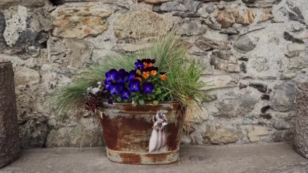 Mazzo di viole colorate o viole con erba in secchio di ferro vicino al muro di pietra. Colorato fioritura fiori composizione del giardino. Progettazione del paesaggio. Stile country — Video Stock