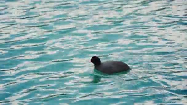 Duck simning på blått vatten — Stockvideo