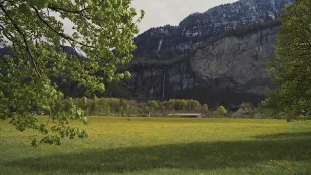 Champ de pissenlits sur fond de montagne. L'homme fait du vélo sur un champ de fleurs au loin — Video