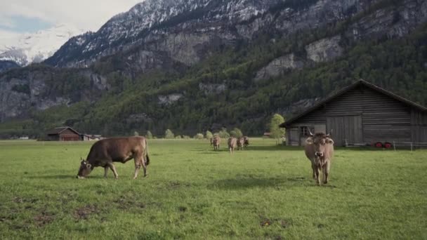 Le mucche alpine corrono fino alla macchina fotografica, incredibili montagne coperte di grandi pietre e foresta verde sullo sfondo. Allevamento di bovini — Video Stock