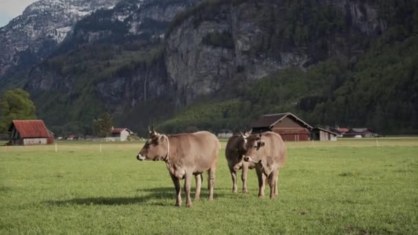 Drei graue Kühe züchten Schwyz grasen auf frühlingshafter Wiese in den Schweizer Alpen — Stockvideo