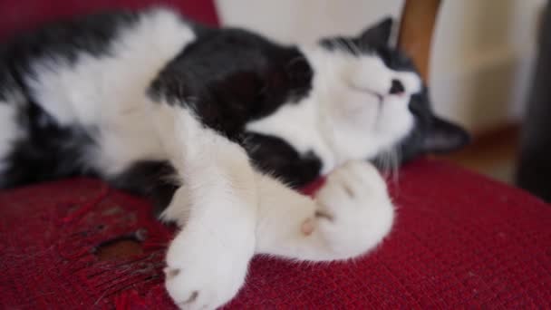 Симпатичная черно-белая кошка спит на винтажном красном кресле. Кошачьи лапы сосредоточены. Закрыть — стоковое видео