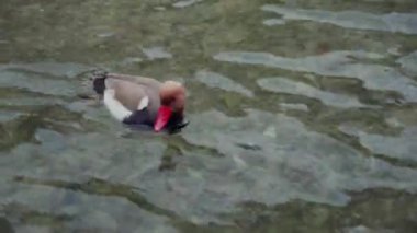 Kahverengi sırtlı bir ördek ve Annecy Gölü 'nün mavi suyunda kırmızı bir gaga yüzüyor. Fransa