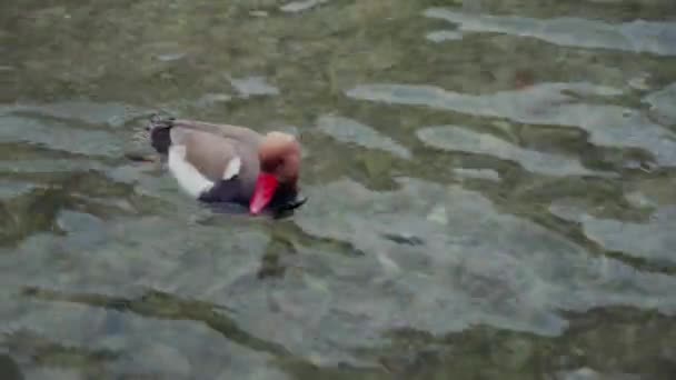 Canard au dos brun et au bec rouge nage dans l'eau bleue du lac d'Annecy. France 
