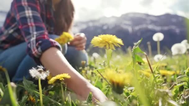 Bahar çelengi dokuma işlemi. Dişi eller bir çiçeği koparıp sarı karahindiba çelengi dokuyor. Doğa. Kapat. — Stok video