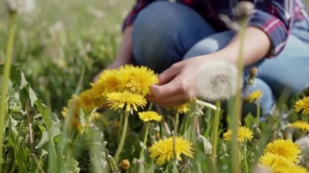 Processo de tecelagem coroa de dente-de-leão. Mãos de mulher fazendo uma grinalda amarela de flores silvestres frescas. Fechar — Vídeo de Stock