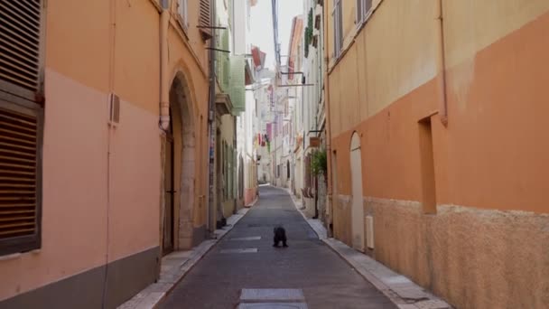 Mitten auf der Altstadtstraße pokert ein Hund und läuft davon. Plan in weiter Ferne — Stockvideo