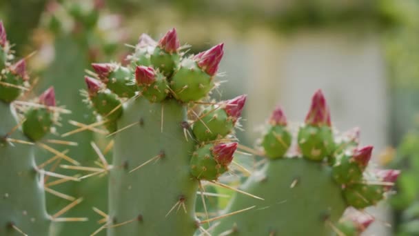 Cactus Prickly Pear floreciendo con muchas flores rosadas. De cerca. — Vídeo de stock