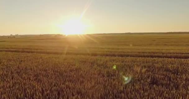 Tiro Altezza Campo Grano Maturo Sorvolando Campo Pronto Raccolto Grano — Video Stock