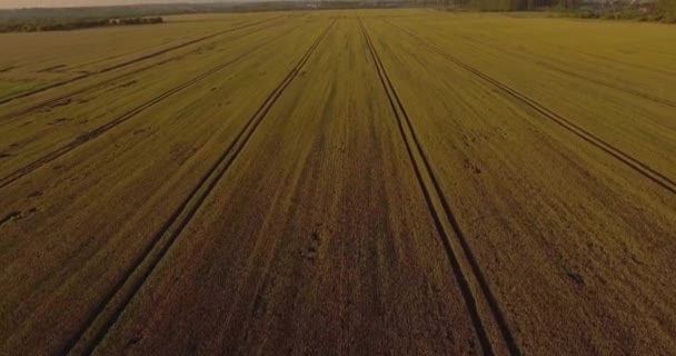 Tiro Altezza Campo Grano Maturo Sorvolando Campo Pronto Raccolto Grano — Video Stock