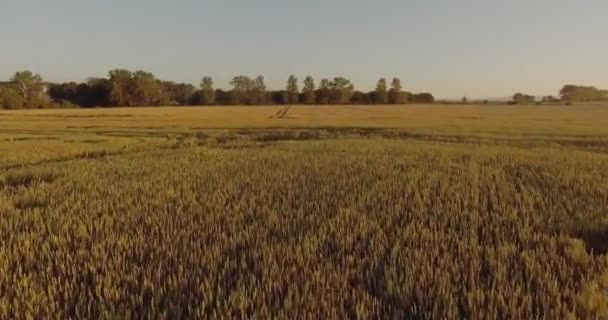 Tiro Uma Altura Campo Trigo Maduro Voando Sobre Campo Pronto — Vídeo de Stock