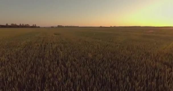 高さから撮影した熟した小麦畑収穫の準備ができている畑を飛んで日没時に小麦 — ストック動画