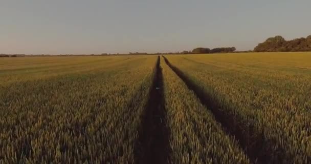 Tiro Uma Altura Campo Trigo Maduro Voando Sobre Campo Pronto — Vídeo de Stock