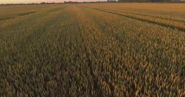 Tiro Uma Altura Campo Trigo Maduro Voando Sobre Campo Pronto — Vídeo de Stock