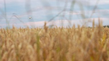 Drone Quadcopter güneş doğarken, köyde, kırsal alanda uçuyor. Uçak gövdesinde lambalar çalışıyor, uzaktan kumanda. Sonra gökyüzünde uçup gider.