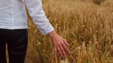 Genç bir kız buğday tarlasında yürüyor. Güzel kaygısız kadın doğanın tadını çıkarıyor ve buğday tarlasında elle dokunuyor.