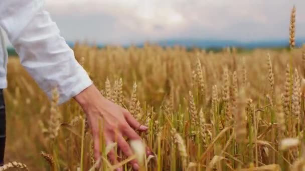 フィールド小麦の耳を歩く若い女の子 自然を楽しみ 小麦畑で手で触れる美しい屈託のない女性 — ストック動画