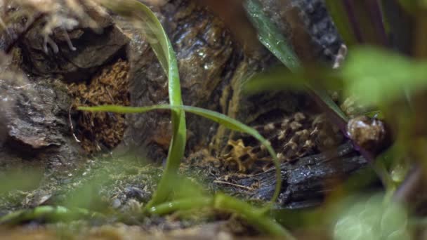 Een Spin Het Wild Langzame Beweging Spider Klimt Het Bos — Stockvideo