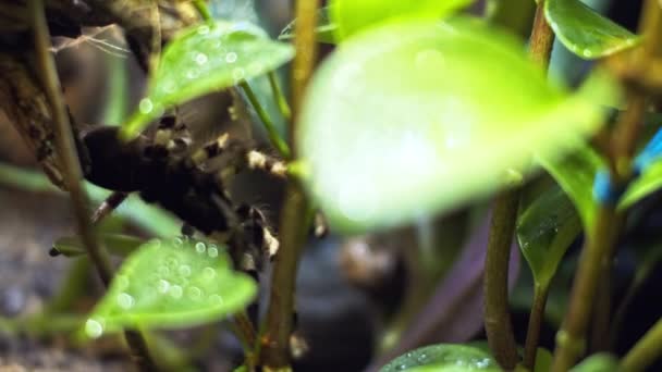 Een Spin Het Wild Langzame Beweging Spider Klimt Het Bos — Stockvideo