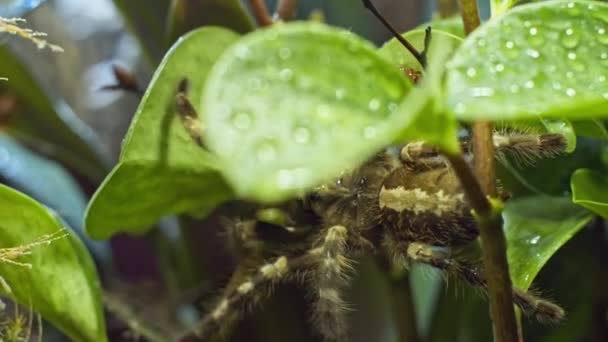 Vahşi Hayattaki Örümcek Ağır Çekim Örümcek Ağaçlara Dallara Tırmanıyor Makro — Stok video