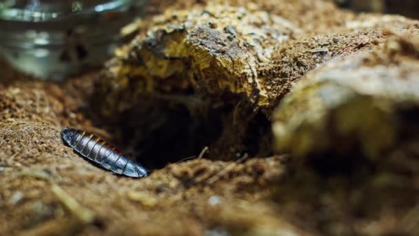 Hamamböceği Bir Örümceğin Yuvasının Yakınında Vahşi Yaşam Orman Örümcekler Için — Stok video