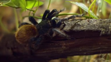Vahşi hayattaki örümcek. Ağır çekim. Örümcek ağaçlara ve dallara tırmanıyor. Makro. Avını arıyor. Orman. Ham.