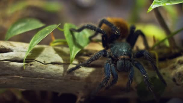 Een Spin Het Wild Langzame Beweging Spider Klimt Het Bos — Stockvideo