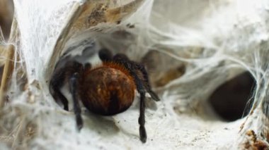 Büyük bir örümcek ağdaki bir deliğe tırmanıyor. Makro. Haşereler evi. Yaklaştın. Orman için felaket. Ham.
