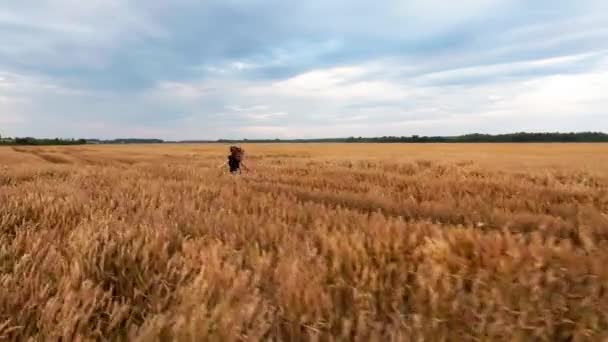 Весела Дама Біжить Пшениці Вигляд Повітря Безпілотника Швидкий Політ Над — стокове відео