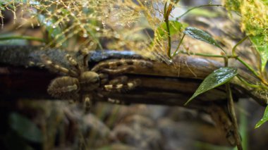 Büyük bir örümcek ağdaki bir deliğe tırmanıyor. Makro. Haşereler evi. Yaklaştın. Orman için felaket. Ham.
